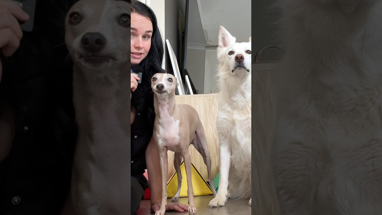 Italian Greyhound Sprinkle + Border Collie Cedar show you the triangular apparatus #funnydogs