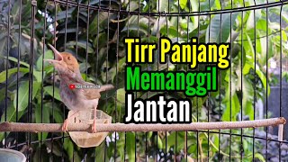 PRENJAK BETINA Ngetir Panjang Istimewa Suara Jernih Memanggil Prenjak Jantan cocok buat Masteran.