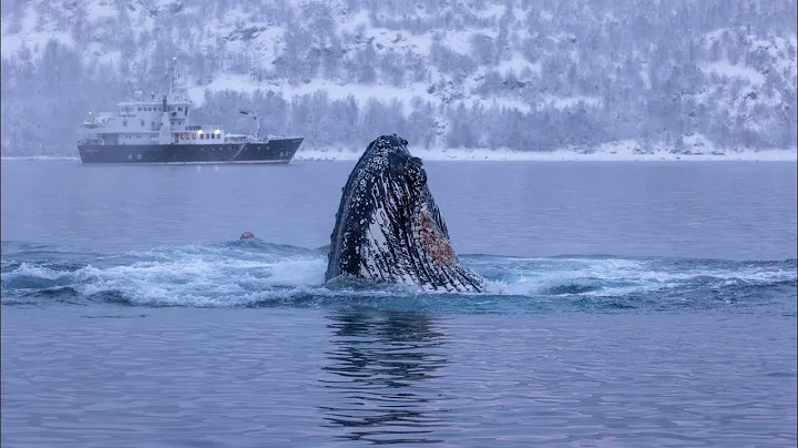 Winter Whales of Norway 2025