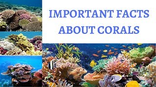 What are CORALS ? Polyps & Zooxanthellae - Formation, Significance & Threats