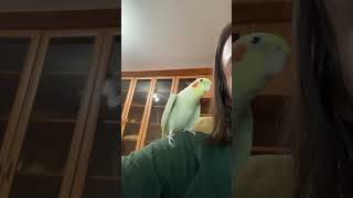 Попугай Соскучился 🐥 Милая Птичка Целует Человека #Животные #Корелла #Попугаи #Cockatiel #Parrot