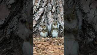 Wild love ?️❤️ shorts wildlife squirrel cuteanimals viral foryou