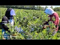 Estos paisanos se la rifan en la cosecha de Arandanos #BLUEBERRY