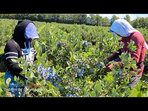 Video: ¿Crecerán arándanos en Texas?