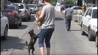 Dog Begs A Lady For Permission To Marry Her Dog Daughter | Kritter Klub
