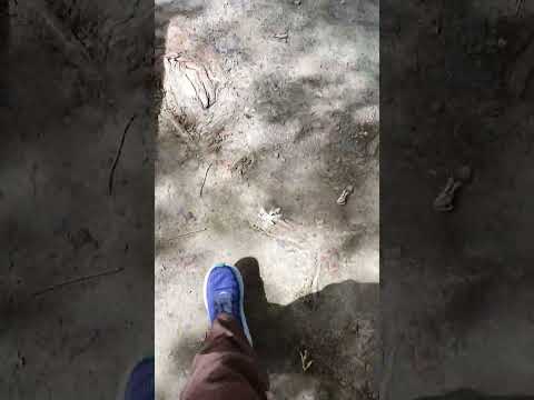 ASMR (2023): Walking to the waterlily pond