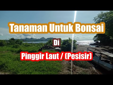 Video: Pohon apa yang tumbuh di tepi laut?