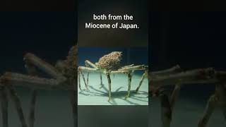 The Japanese Spider Crab | Largest crab in the world #crab #shorts
