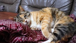 猫　毛づくろい 三毛子毛づくろい 230610 - YouTube