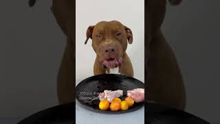 Raw feeding ASMR #asmr #pitbull #rawfood #rawdogfooddiet #eatingsounds #rawfeed #eatingvideos