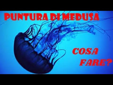 Puntura di Medusa: cosa fare?