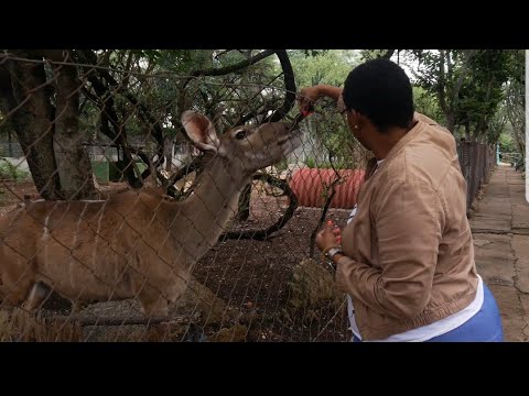 Vidéo: Survie Maternelle Dans Un Milieu à Faibles Ressources, Hôpital Central De Mpilo, Bulawayo, Zimbabwe