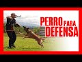 ⚠️🔥 Cómo ENTRENAR a tu PERRO para ATAQUE Y DEFENSA | RysolTV