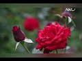 Garden Beautiful Rose Images