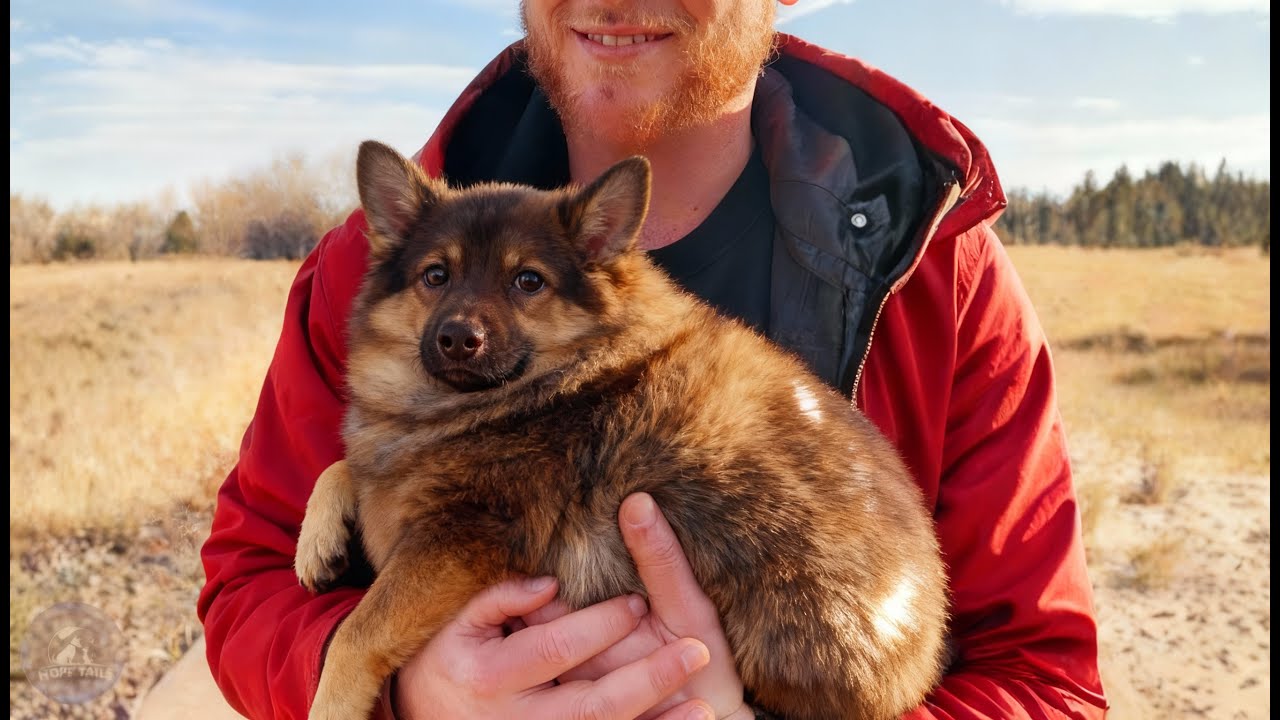 Family Adopted Obese Dog—Unaware That It Would Change Their Lives Forever