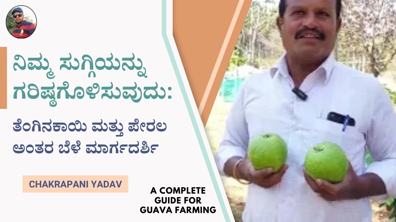 ತೆಂಗಿನ ತೋಟದಲ್ಲಿ ಲಾಭದಾಯಕ ಅಂತರ್ ಬೆಳೆ ತೈವಾನ್ ಗೋಲ್ಡ್ ಸೀಬೆ (ಪೇರಳ)ಬಟರ್ ಫ್ರೂಟ್ kannada ಕರ್ನಾಟಕ