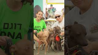 Все племенные собаки в Израиле проходят ДНК 🧬 и медицинские тесты 🩺 🐾  Israeli Kennel Club! ❤️