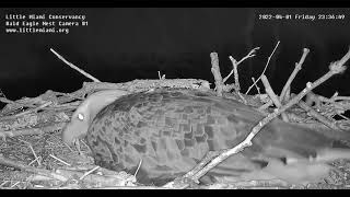 One Happy Momma Eagle ! Circa April 1 2022 Midnight after the official birth of April 1 2022 2031hrs