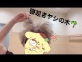 寝起きヤシの木 うらたぬき Cover 寝起きヤシの木 うらたぬき Cover