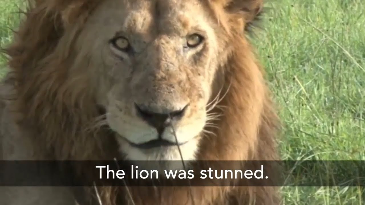 The Story of One Lion Pride The Story of One Lion Pride