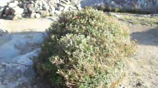 Coming down Mount Monadnock on 8/28/10 part 12