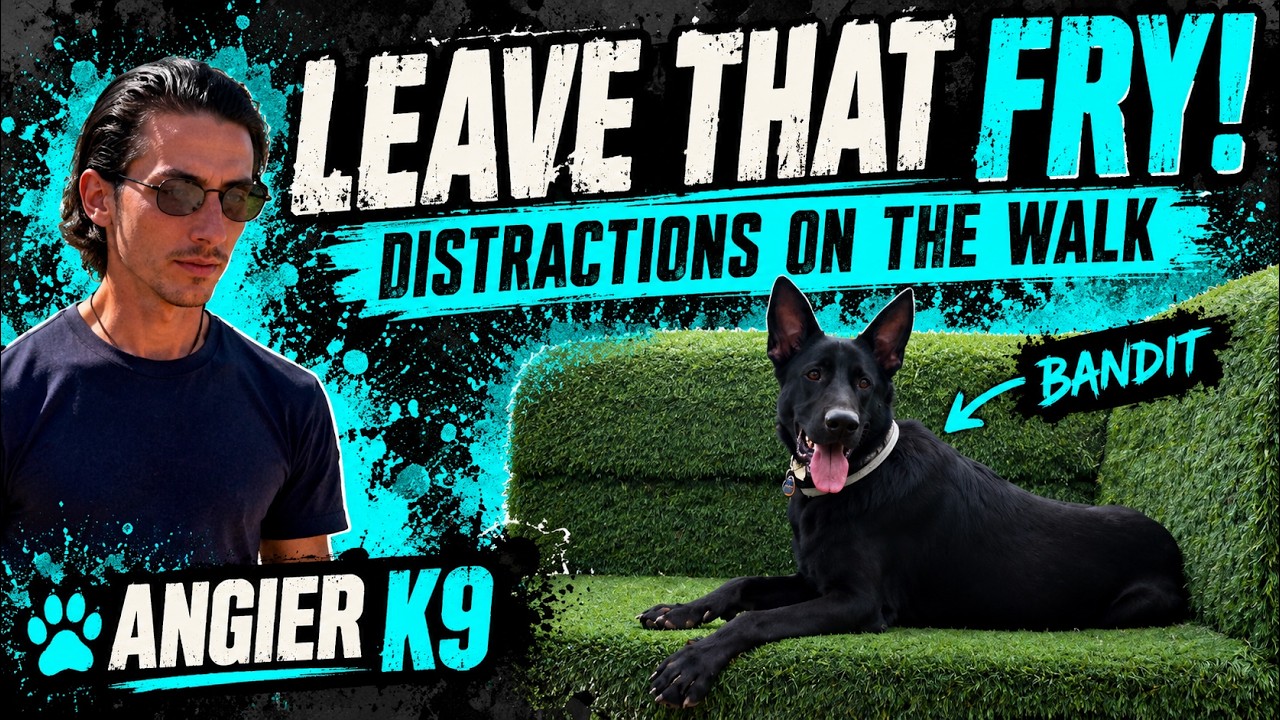 Bandit’s off-leash session with Kelton on Hillsborough Street