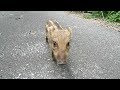 【MTB】山中で野生のイノシシに遭遇　ヤラれた　Wild Sexy Cute Baby Boar