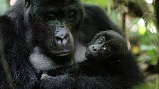 RDC : naissance exceptionnelle de jumeaux gorilles au parc des Virunga