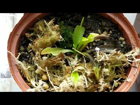 Полив Венериной Мухоловки. Особенности содержания Dionaea Muscipula.