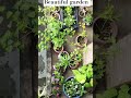 beautiful garden #viralshort #youtubeshorts #terracegardenindia #flowertypes #plantsvideo