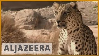 Witness - Saving the Leopard