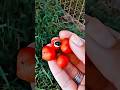 The Energy Fruit You’ve Never Heard Of ⚡🍒#shorts #plants #farming #facts