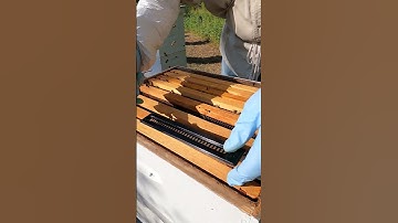 Checking Beehive Brood Box #shorts