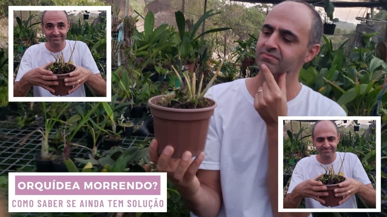 Como saber se minha orquídea está morrendo??? - thptnganamst.edu.vn