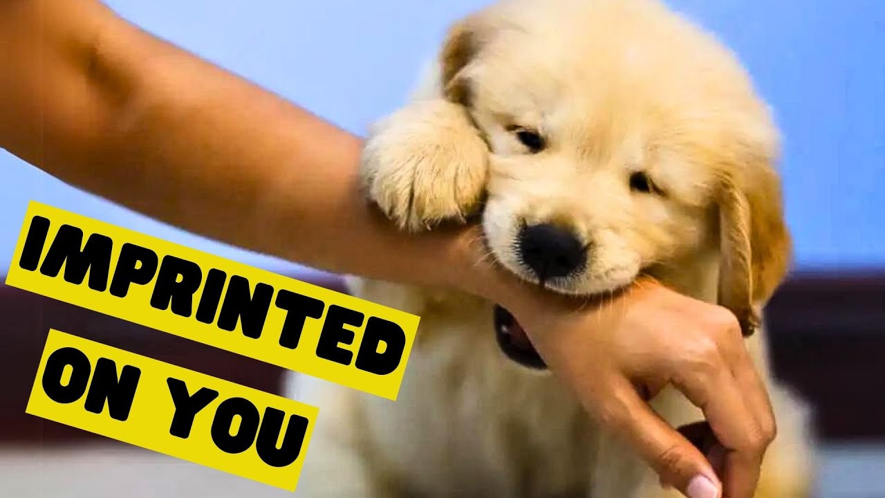 12 Signs Your Dog Has Imprinted on You (Not Every Dog Owner Will See ...