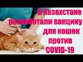 Ученые в Казахстане разработали вакцину против COVID-19 для кошек