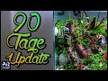 Das Low-Budget Aquascape nach 90 Tagen | AquaOwner