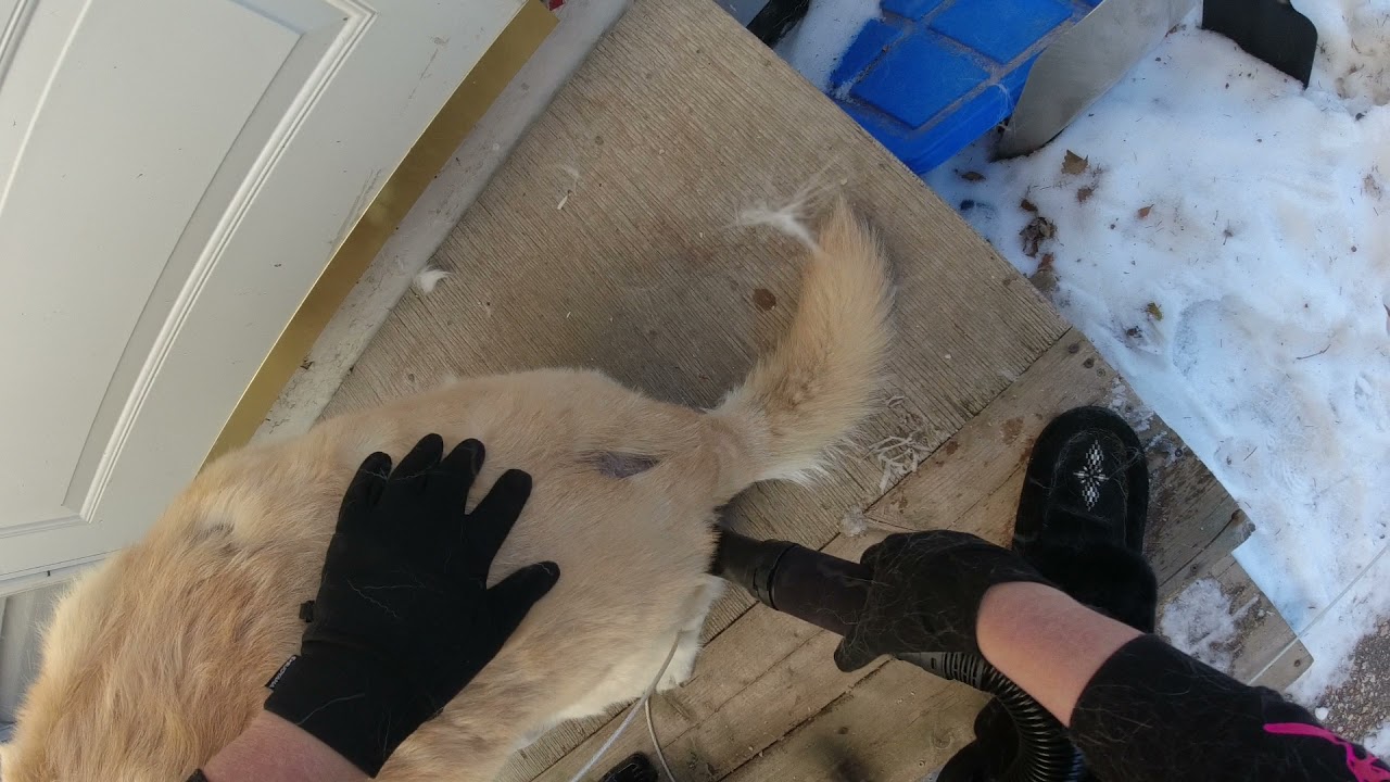 Husky Coat Blowout YouTube