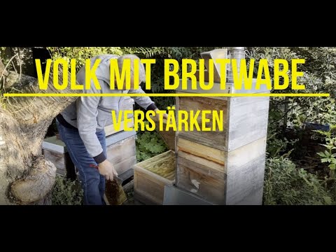 April 2020 - Schwaches Bienenvolk mit Bienenmasse verstärken - Imkern mit Zander