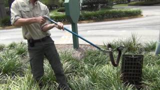 Water Moccasin Removal from Corporate Business Gardens - JAX
