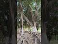 How many trees exist within a single tree?