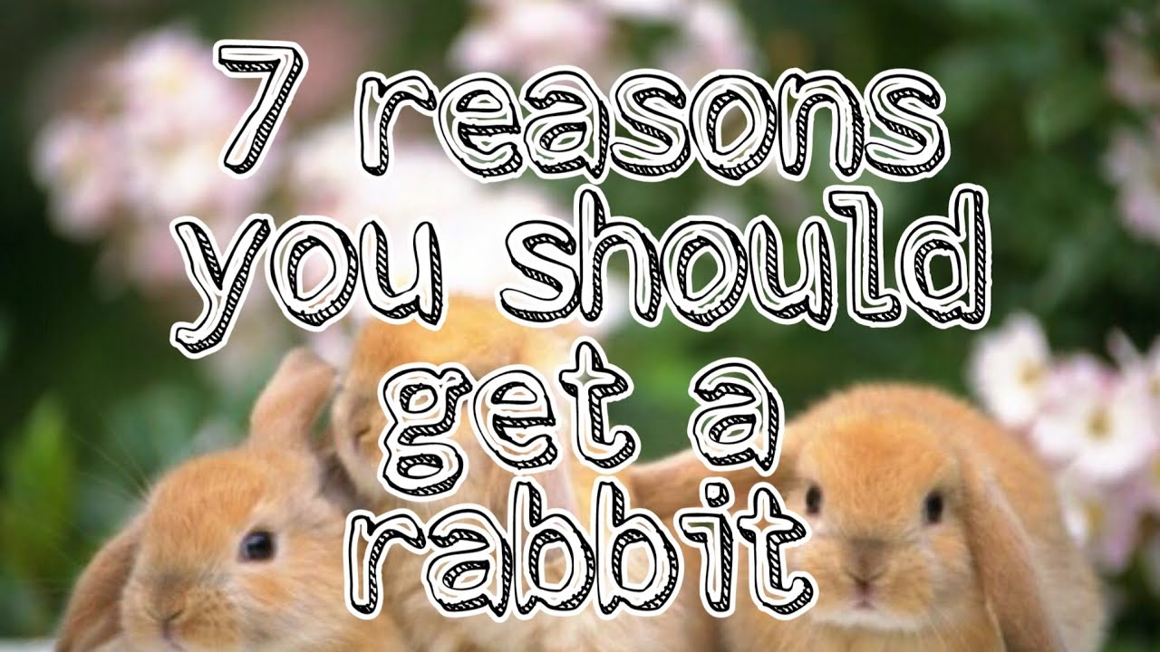 WHY YOU SHOULD GET A RABBIT YouTube
