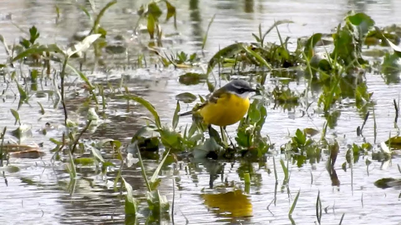 Spanish Wagtail (M. flava iberiae - Leasowe 28-04-19)