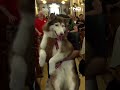 Bendición de animales en Chile y Filipinas