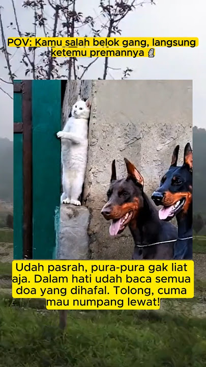 Pasrah aja deh ketemu preman kampung🤣 #shorts #lucu #meme #funny #fun #memes #viral #vidiolucu