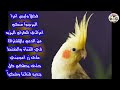 أصوات يمكن لطيور الكوكتيل تعلمها بسرعة حلقة 6 أصوات يمكن لطيور الكوكتيل تعلمها بسرعة حلقة 6