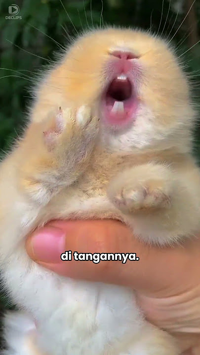 Kelinci Ini Ditelantarkan Oleh Induknya 🥺
