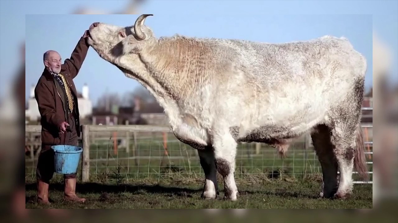 маунт катадин корова. шароле буллс. самый бык в мире. самый большой бык в мире никерс. корова блоссом.