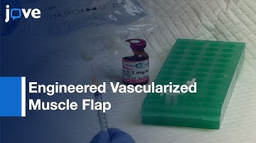 Engineered Vascularized Muscle Flap l Protocol Preview