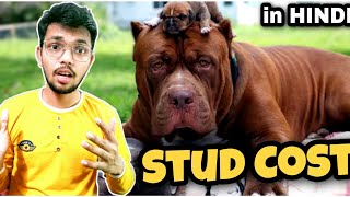 STUD COST IN INDIA | STUD SERVICE FEES IN INDIA | STUD FEE PRICES IN INDIA | VLOGRSH by VLOGRSH 1,558 views 2 years ago 4 minutes, 57 seconds